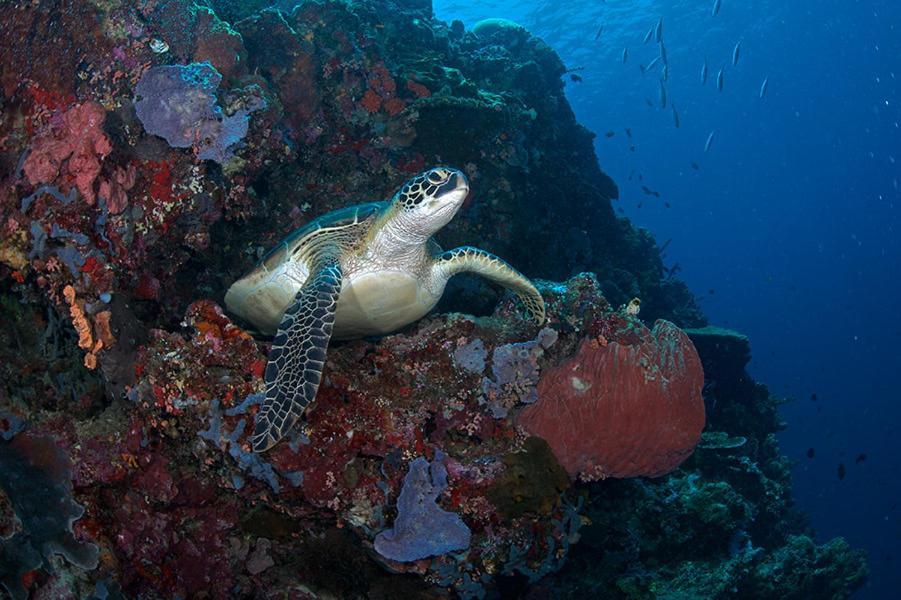 Guesthouse The 4 Fish Манадо Экстерьер фото
