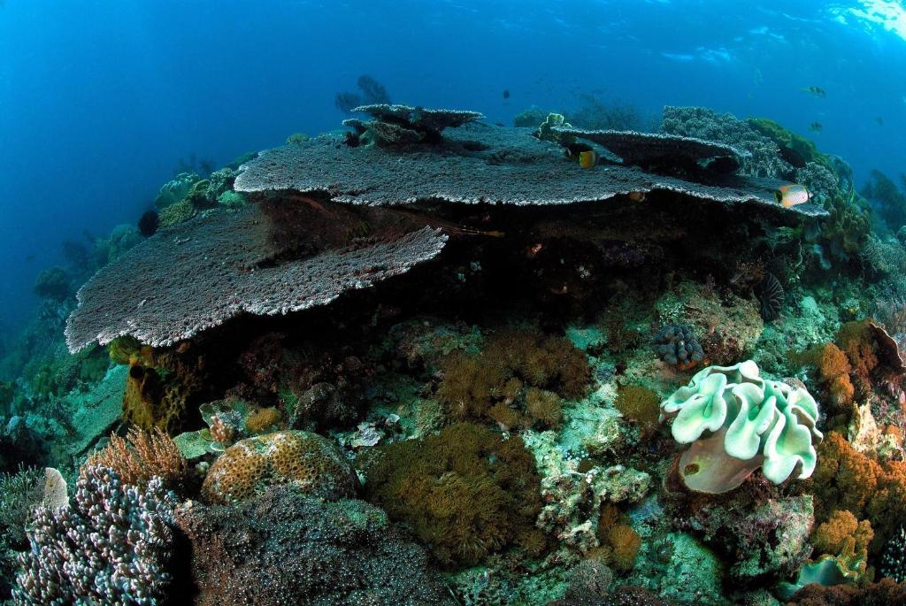 Guesthouse The 4 Fish Манадо Экстерьер фото